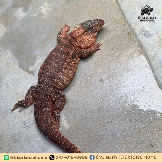 ฟาร์มกิ้งก่าเตกู