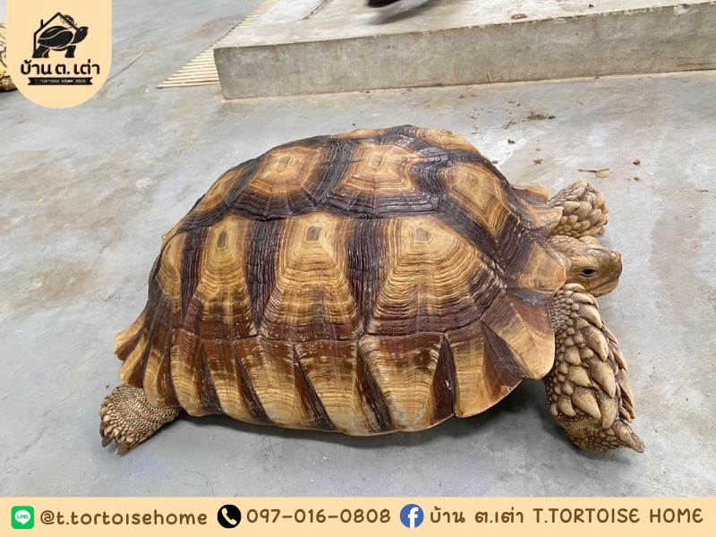 บ้าน ต.เต่า ฟาร์มเต่า