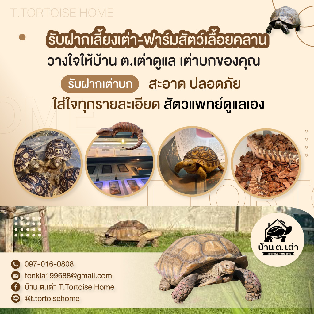 รับฝากเลี้ยงเต่าบกลาดพร้าว